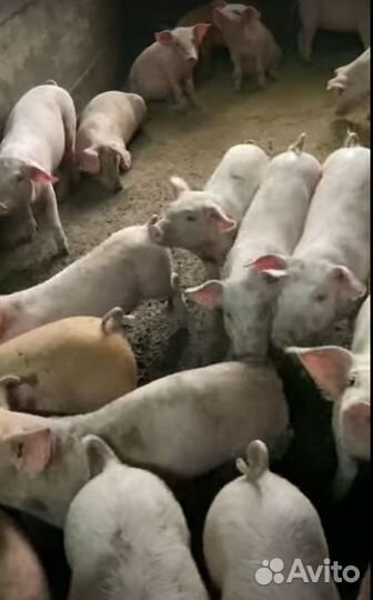 Мясо деревенское,свинина. Убой,доставка сегодня