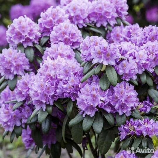 Рододендрон Катевбинский