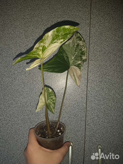 Сингониум Империал вайт, Батерфляй