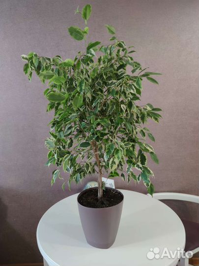 Фикус укорененные черенки