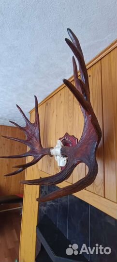 Рога лося на медальоне