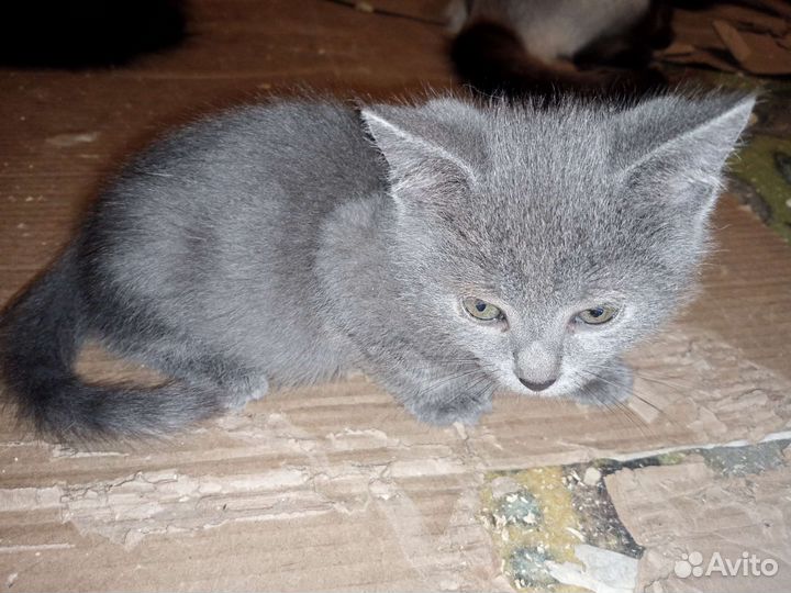 Котята в добрые руки бесплатно