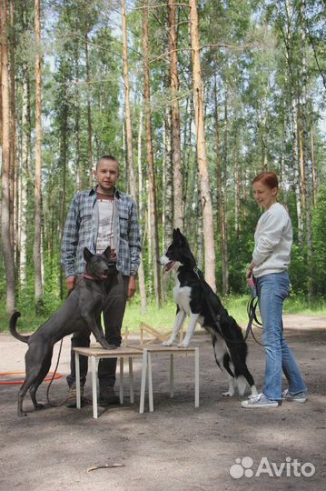 Дрессировка собак. Кинолог