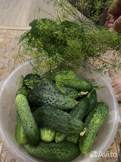 Огурцы с букетом для засолки