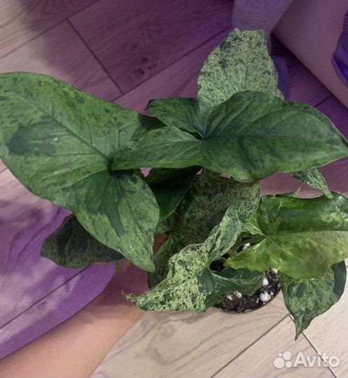 Сингониумы сортовые коллекционные