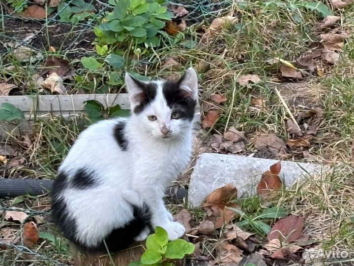 Котята замерзают на улице