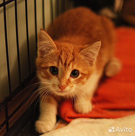 Бедный Йорик страдает в клетке без человека