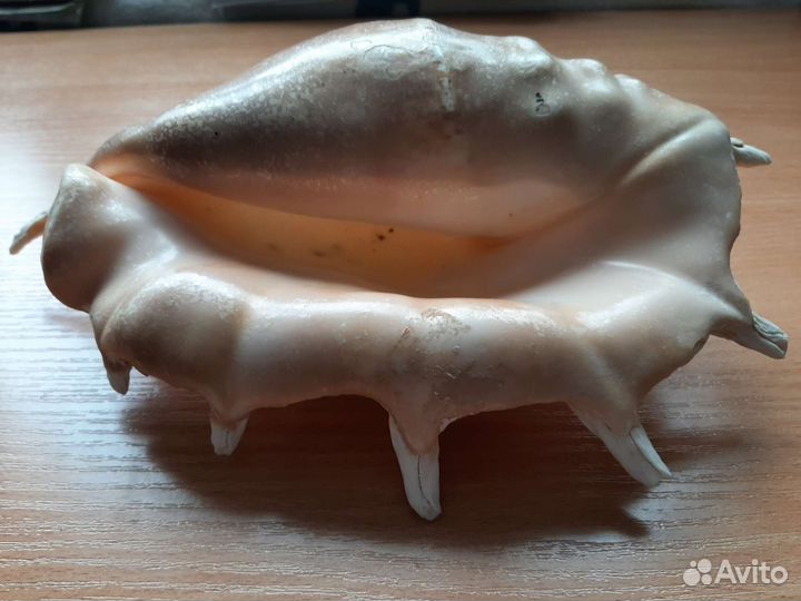 Ракушка морская большая