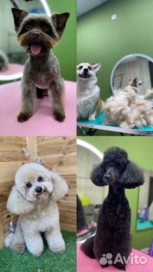 Груминг натухаевская