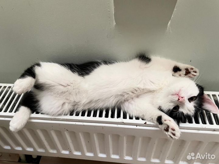 Котёнок мальчик белый 2 месяца