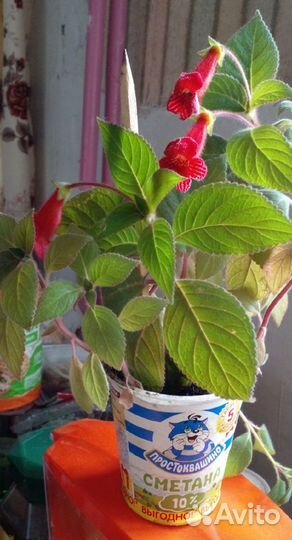 Цветок. Калерия. Колерия. Цветы