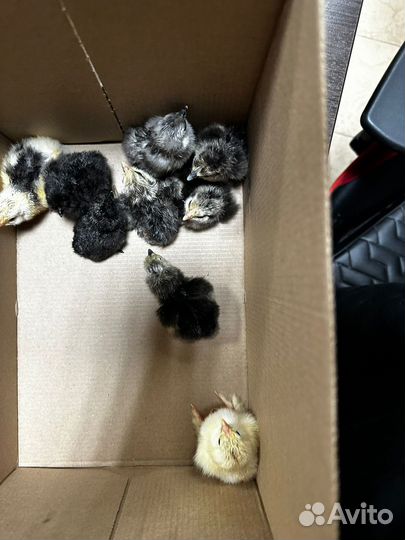 Китайские шёлковые,фавероль и другие