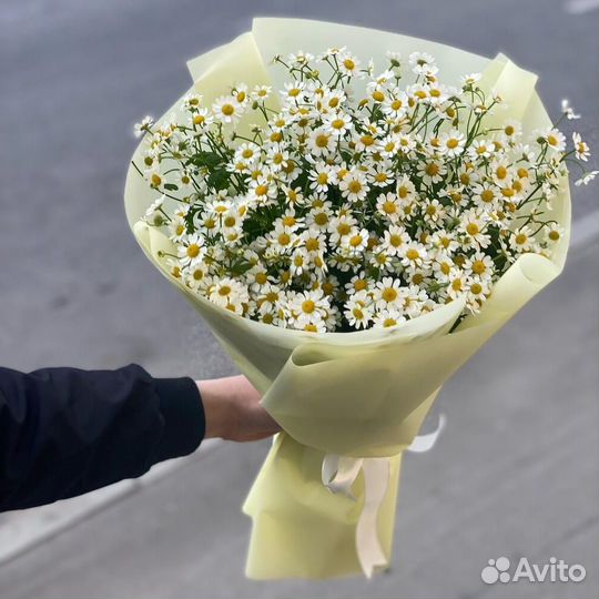 Ромашки Ромашка