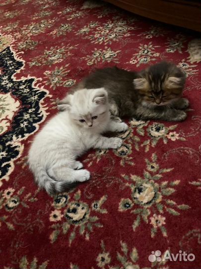 Котята чистокровной породы золотая шиншила