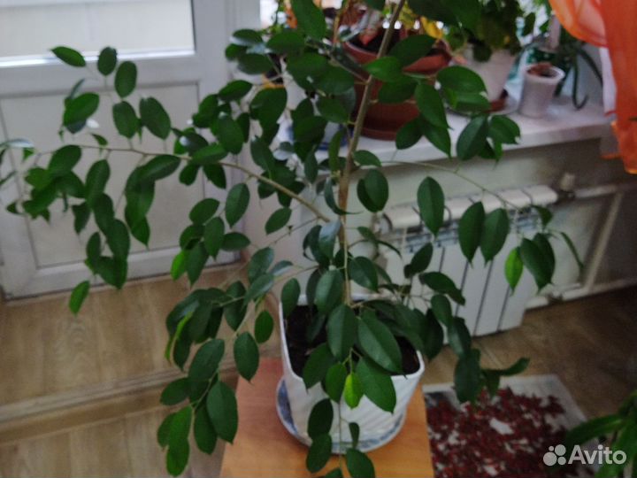 Бенджамина, папоротник