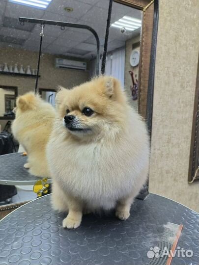 Груминг собак и кошек