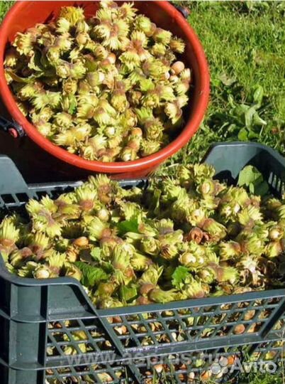 Лещина саженцы