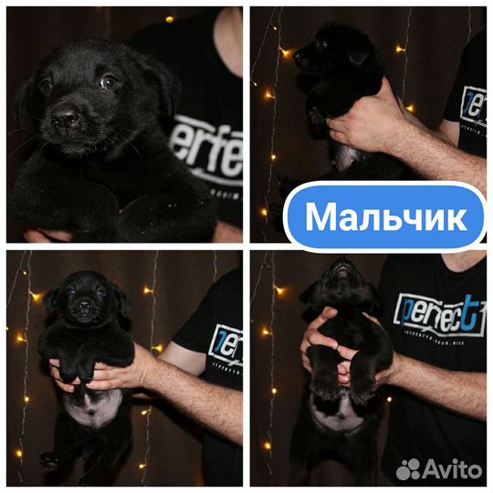 Щенки в добрые руки