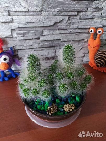 Кактус маммилярия