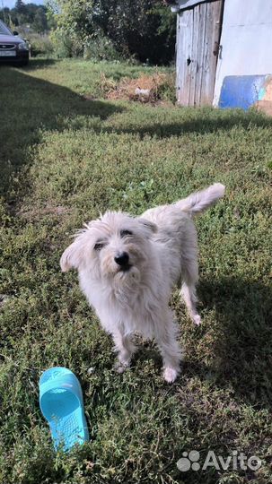 Собака в добрые руки отдам бесплатно