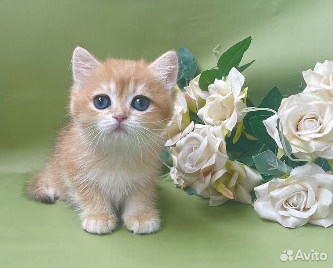 Британские девочки золотой шиншиллы