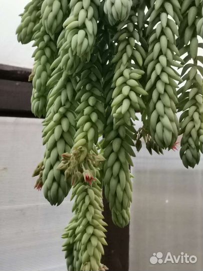 Очиток Моргана