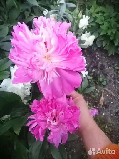 Многолетники корни Пиона, Плющи, Гибискус и др