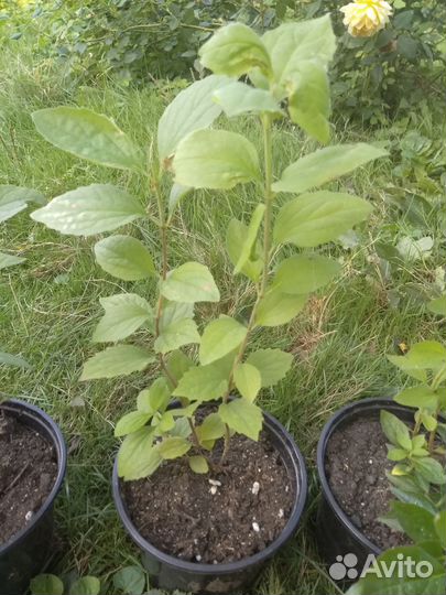 Чубушник (Садовый жасмин)