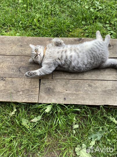 Шотландская кошка