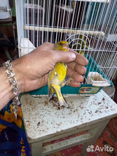 Певчие птицы