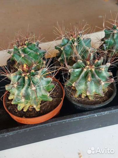 Кактусы цветущие