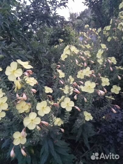 Энотера, лунник жёлтый, лунный цветок