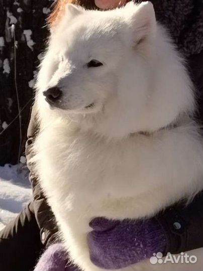 Самоедская лайка