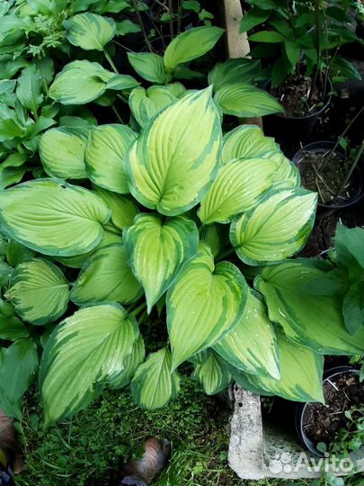 Питомник. Хосты сортовые