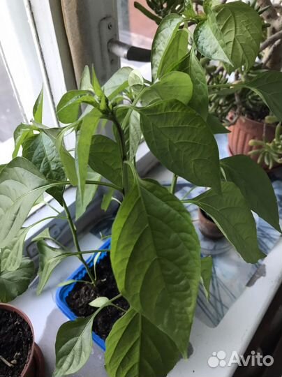 Рассада сладкого перца