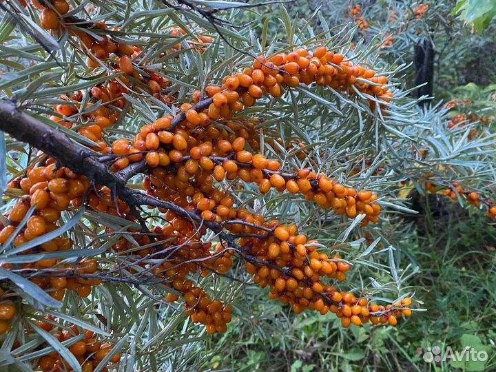 Облепиха ягода