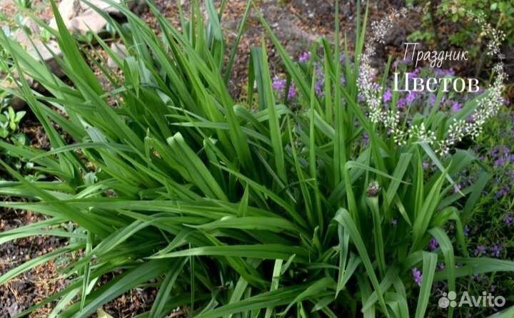 Традесканция садовая