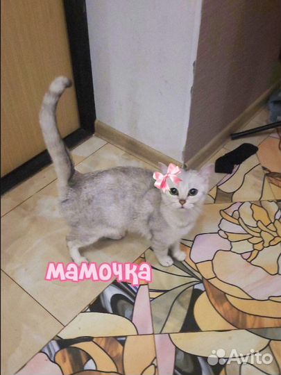 Британскте котята