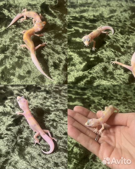 Эублефары малыши