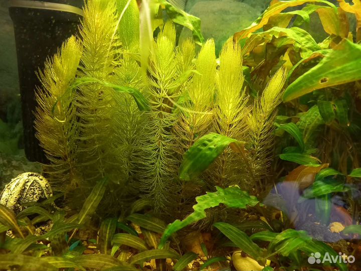 Аквариумные растения Криптокорина и Роголистник