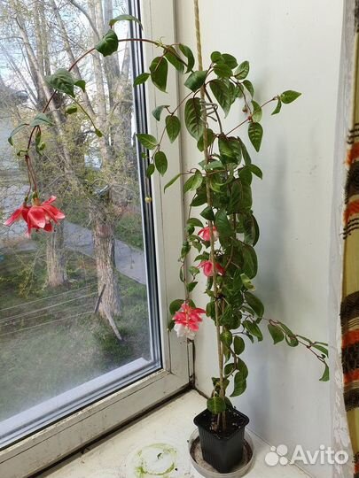 Фуксия