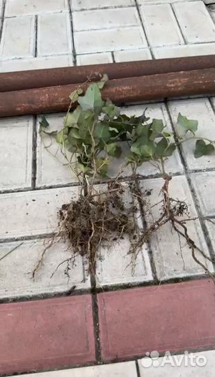 Плющ вечнозеленый уличный зимостойкий отправка