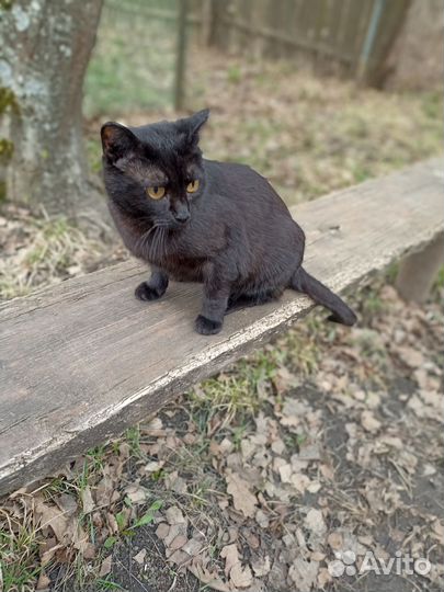 Кошечка в добрые руки