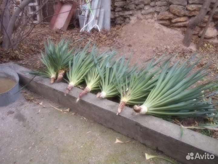 Кусты вечно зелёного юкки и зизифуса