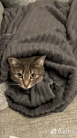 Котенок девочка в добрые руки
