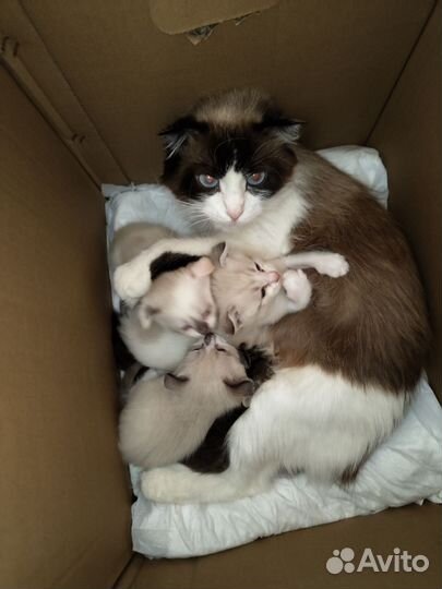 Котята в добрые руки
