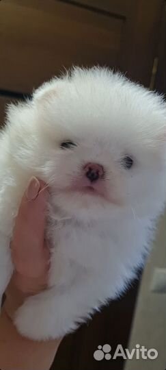 Шпиц мини девочка РКФ