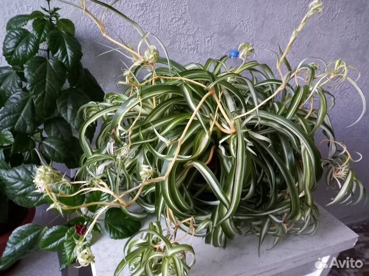 Хлорофитум