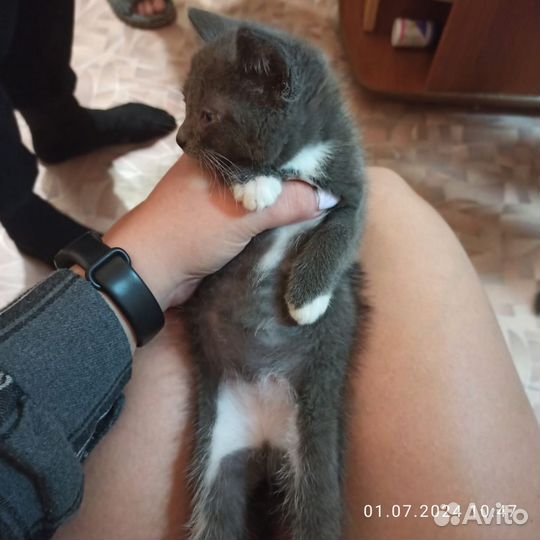 Британская кошечка