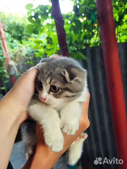 Шотландская вислоухая